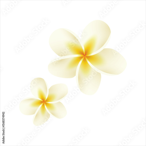 frangipani flower isolated on white