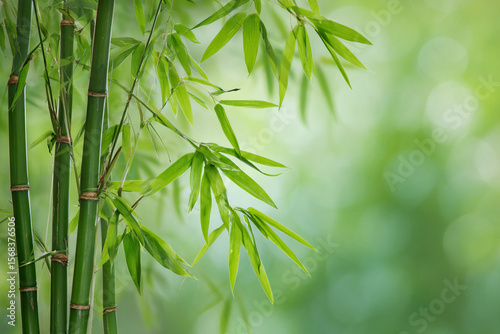 Serene Bamboo Forest