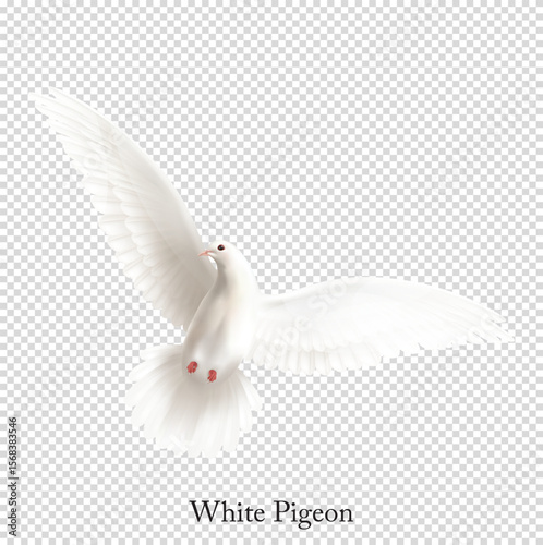 White pigeon vector illustration with white transparency background