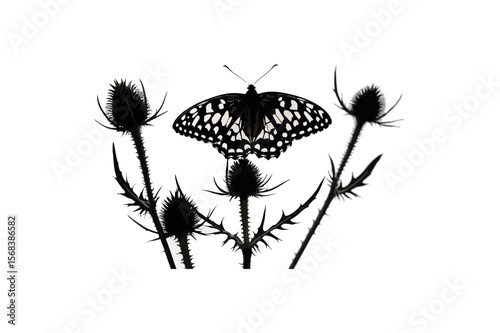 Thistle Butterfly Silhouette On White Background.01