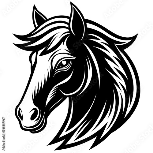 black and white horse