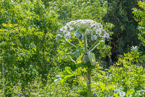 Hogweed plants growing in a vibrant green landscape with blooming wildflowers and lush vegetation during the summer season
