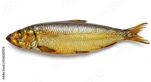 fish on white background