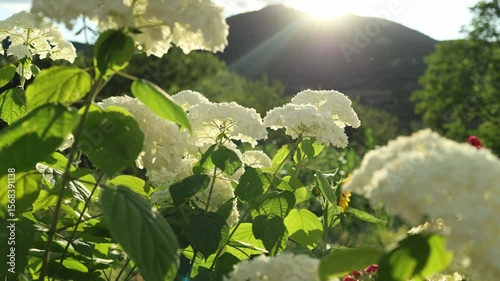 Beautiful flowers on the wind and glowing sunlight behind. Summer colourful background.