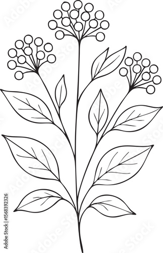 Elegant minimalist line art botanical illustration: delicate berry branch with leaves, simple black and white, serene mood.