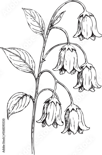 Elegant hand-drawn ink illustration of delicate bellflowers, botanical sketch, monochrome floral design, nature-inspired artwork, graceful stem, detailed leaves, whimsical style, serene mood.
