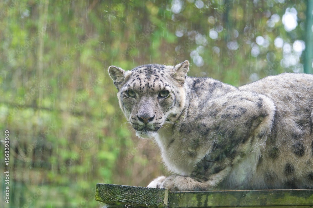 Obraz premium Snow panther, Uncia uncia, resting high in the rain. Endangered species.