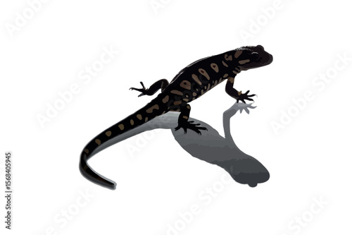 Tiger Salamander Silhouette On White Background.01