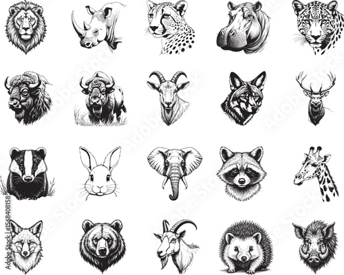 Wildlife Portraits: A captivating collection of meticulously detailed animal portraits in striking black and white, each one a testament to the unique beauty of the animal kingdom.