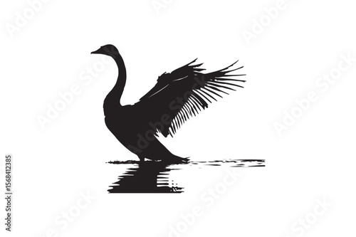 Tundra Swan Silhouette On White Background.01