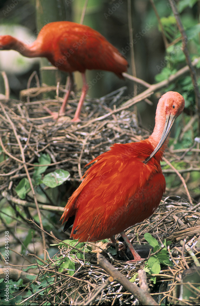Naklejka premium Ibis rouge-Eudocimus ruber