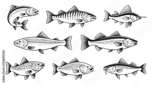 Fish Vector Set – Hand-Drawn Trout, Bass, and Marlin Illustrations for Fishing Logos, T-Shirt Prints, Stickers, Outdoor Designs, and Wilderness Branding

