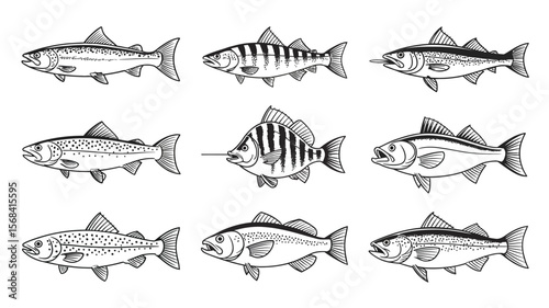 Fish Vector Set – Hand-Drawn Illustrations of Trout, Bass, and Marlin for Fishing Logos, T-Shirts, Stickers, and Outdoor or Wilderness Design Concepts