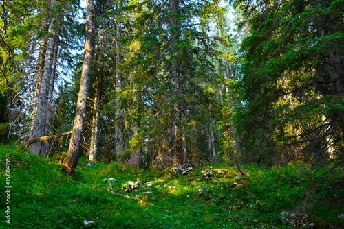 Coniferous spruce (Picea abies) forest
