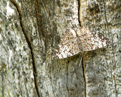 A butterfly is resting on a tree trunk
