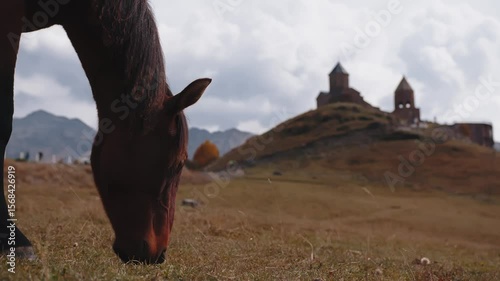 a horse nibbles grass on a green meadow with stunning views of the mountains