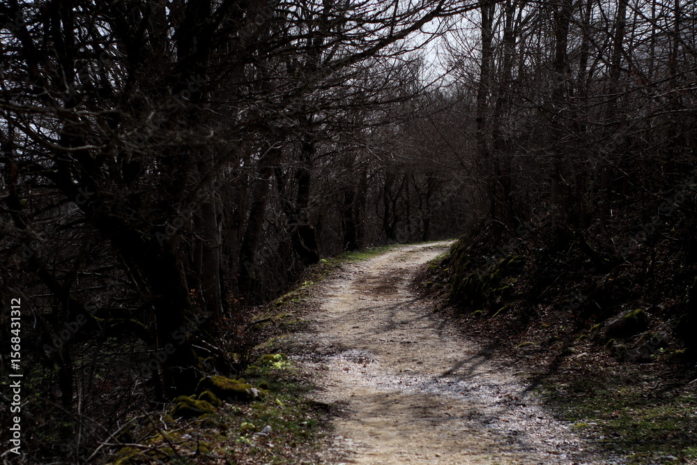 Obraz premium path in the woods