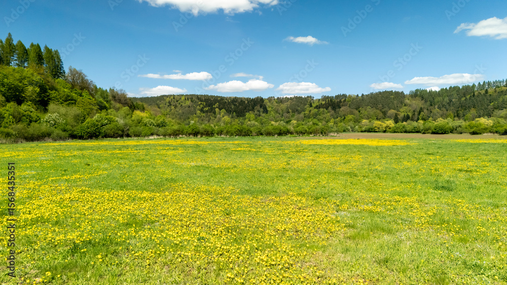 Fototapeta premium Vibrant spring field dotted with yellow dandelions, lush green grass, and trees under a clear blue sky. Ideal for nature, outdoor activities, and seasonal campaigns.