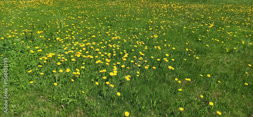 Photography A spacious meadow, strewn with bright dandelions on a summer day, brings joy to everyone around