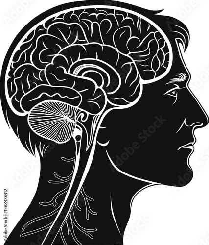 Detailed Human Brain Anatomy Vector Illustration