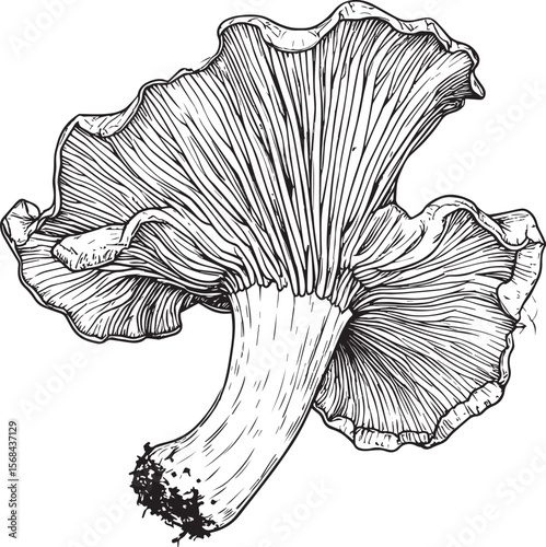  Hand-Drawn Mushroom Sketch