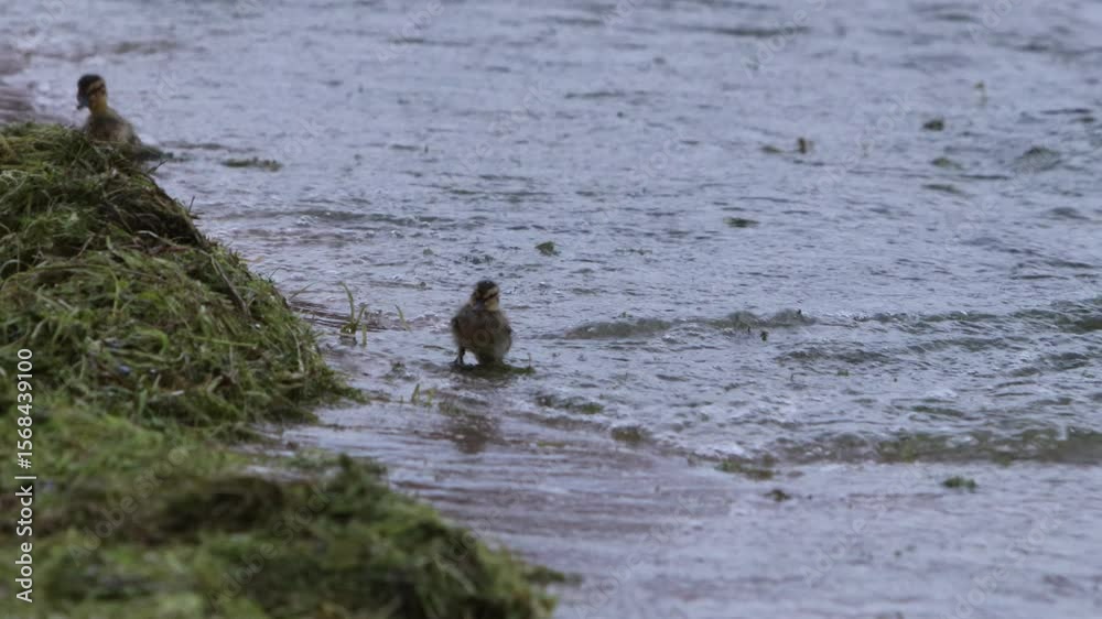 A baby duckling running from the water waves on a beach and jumping into the washed up seaweed. A baby duckling running from the water waves on a beach and jumping into the washed up seaweed.