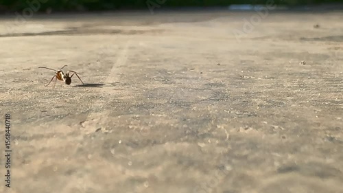 Close-up view of an ant crawling on a textured surface, showcasing intricate details of its body and legs, with natural outdoor lighting illuminating the scene and emphasizing the environment