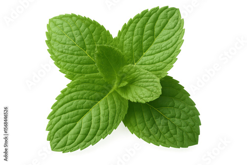 Vibrant green mint leaves isolated on a transparent background, showcasing their freshness and intricate details