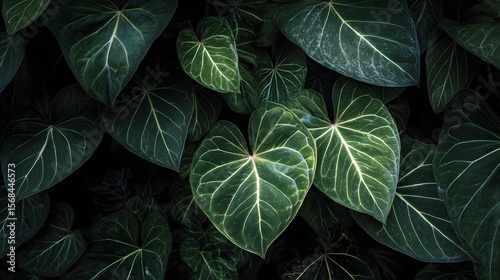 Close up of dark green anthurium crystallinum leaves with prominent white veins in a dense arrangement