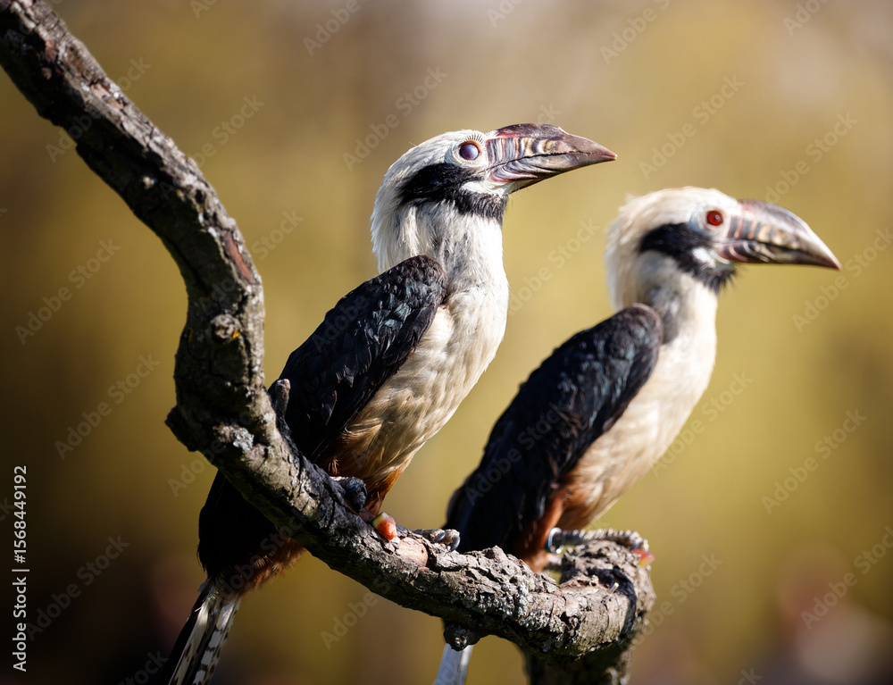 Fototapeta premium A pair of Visayan Hornbills on a branch