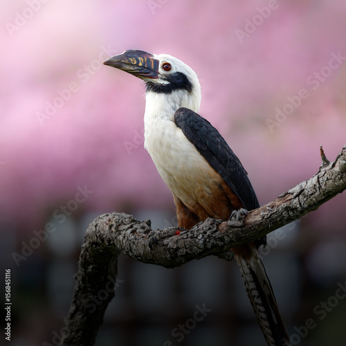 A Visayan Hornbill on a branch in front of cherry blossom.