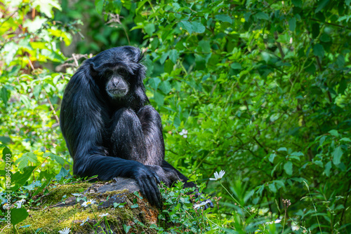 Black Siamang ape siiting in a green place and looking at the camera