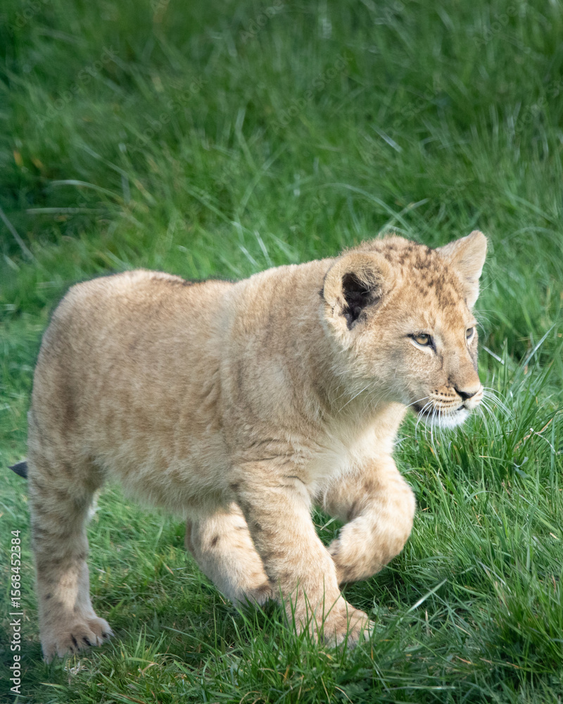 Fototapeta premium A young lion cub walking through the grass.