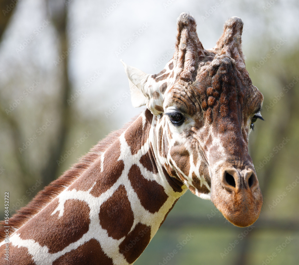 Fototapeta premium A male giraffe looking forwards.