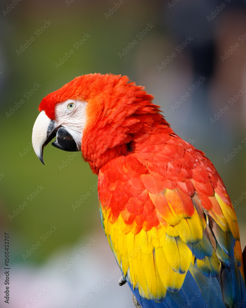 Fototapeta premium A close up of a Scarlet macaw.