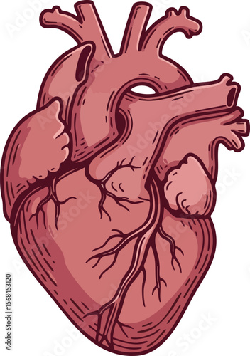 Human anatomical heart detailed illustration for medical education and biology study purposes 