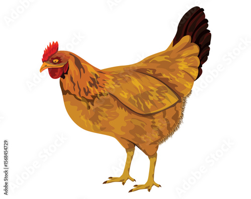 the Laying hen on white background vector design