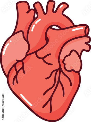 Human heart anatomy illustration with detailed arteries and veins vector graphic 
