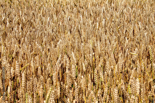 golden wheat field