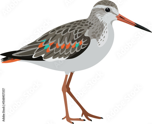 Sandpiper bird standing with detailed feathers and orange beak vector illustration 
