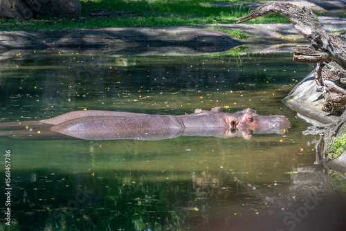 Photography Hippopotamus resting at the surface of the water