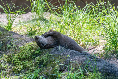 asian small clawed otter laying on its back
