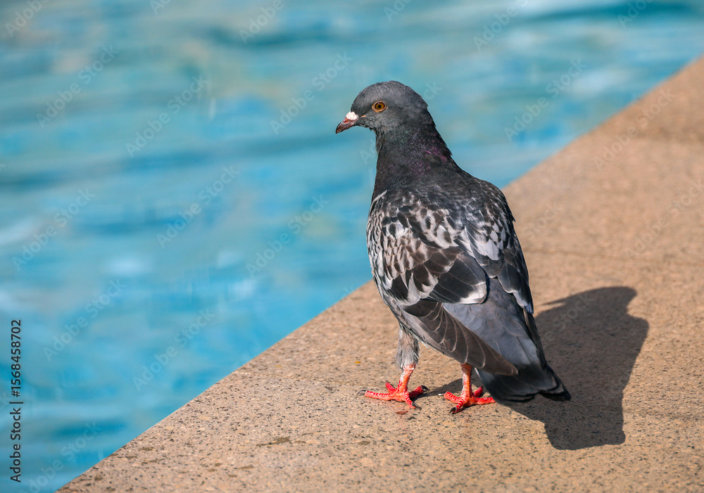Obraz premium Pigeon on the margin of a pool in summertime