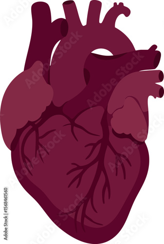 Human heart anatomy vector illustration with detailed veins and arteries digital design 