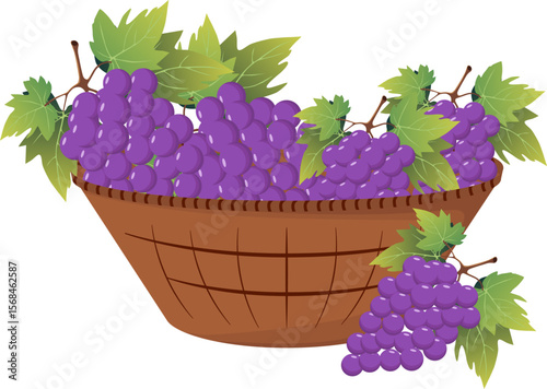 Brown wicker basket full of ripe, juicy bunches of grapes. Vector illustration.
