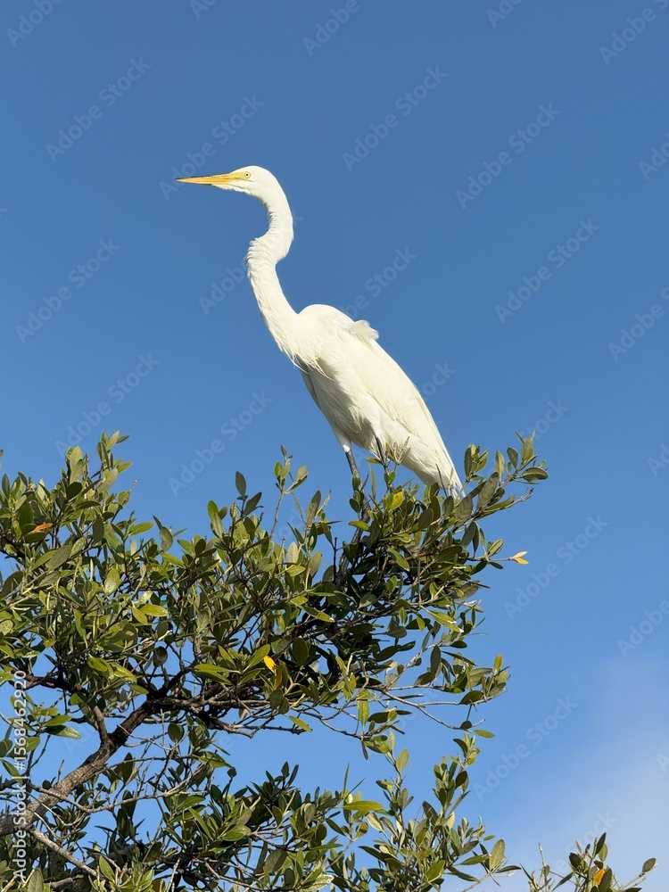 Great white egret on tree top Great white egret on tree top