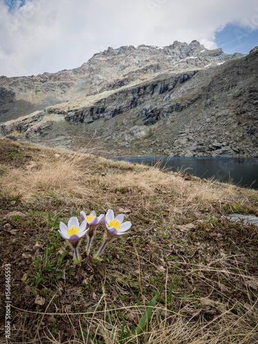 Alpine Pasqueflowers Blooming by Lake in the Italian Alps