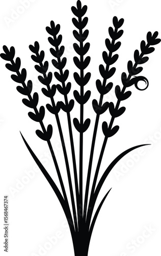 Black silhouette of a lavender flower bunch on white background (1).eps