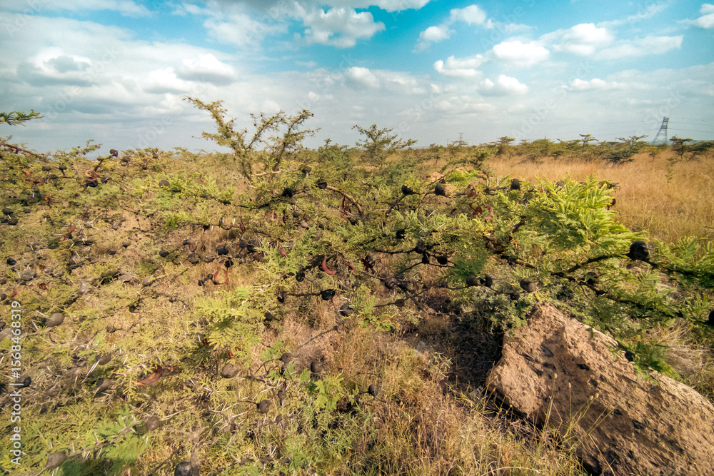 Fototapeta premium Acacia flower tree shrub growing in the wild at an open field in Syokimau Suburb in Machakos County, Kenya 