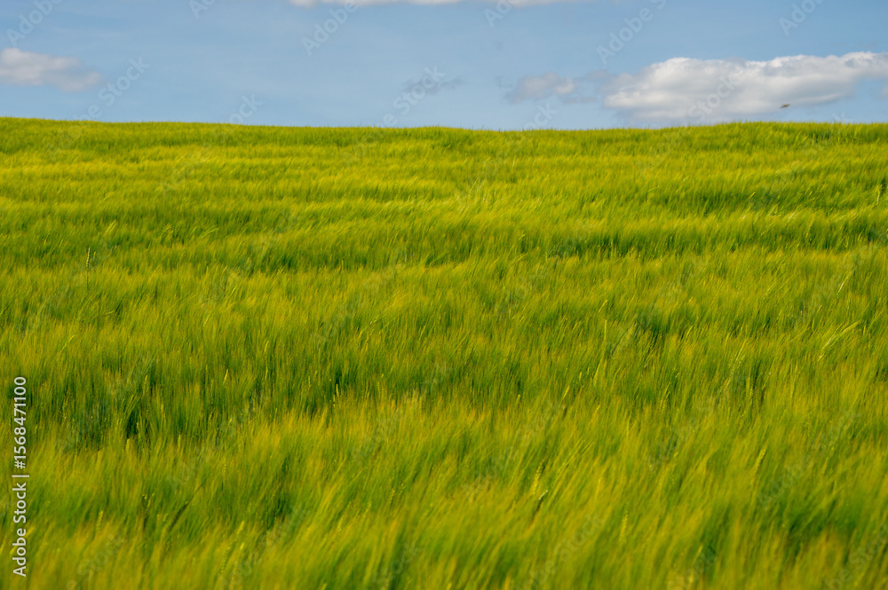 Obraz premium Expansive fields of barley sway in the breeze, illuminated by sunlight, with a backdrop of fluffy white clouds